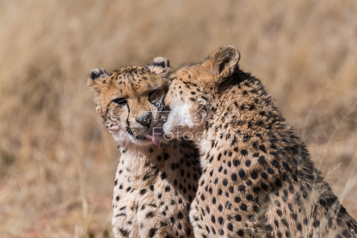 Gepard, (Acinonyx jubatus)
