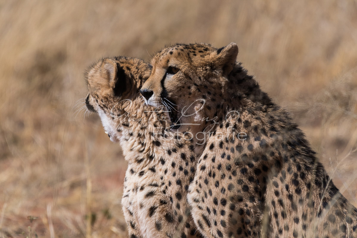 Gepard, (Acinonyx jubatus)