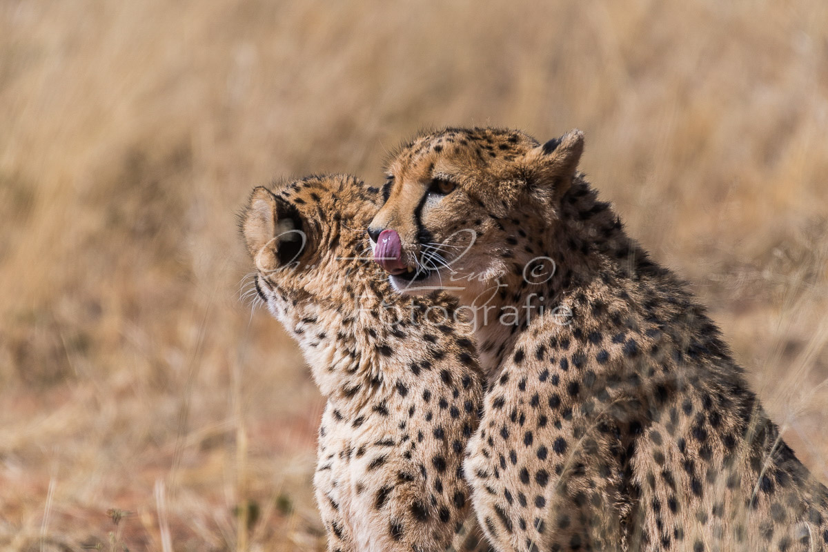 Gepard, (Acinonyx jubatus)