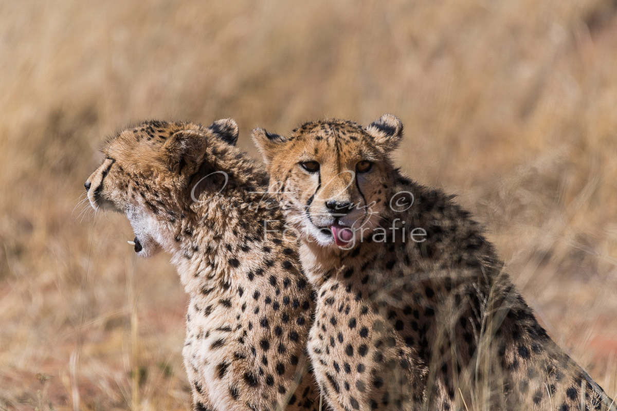 Gepard, (Acinonyx jubatus)