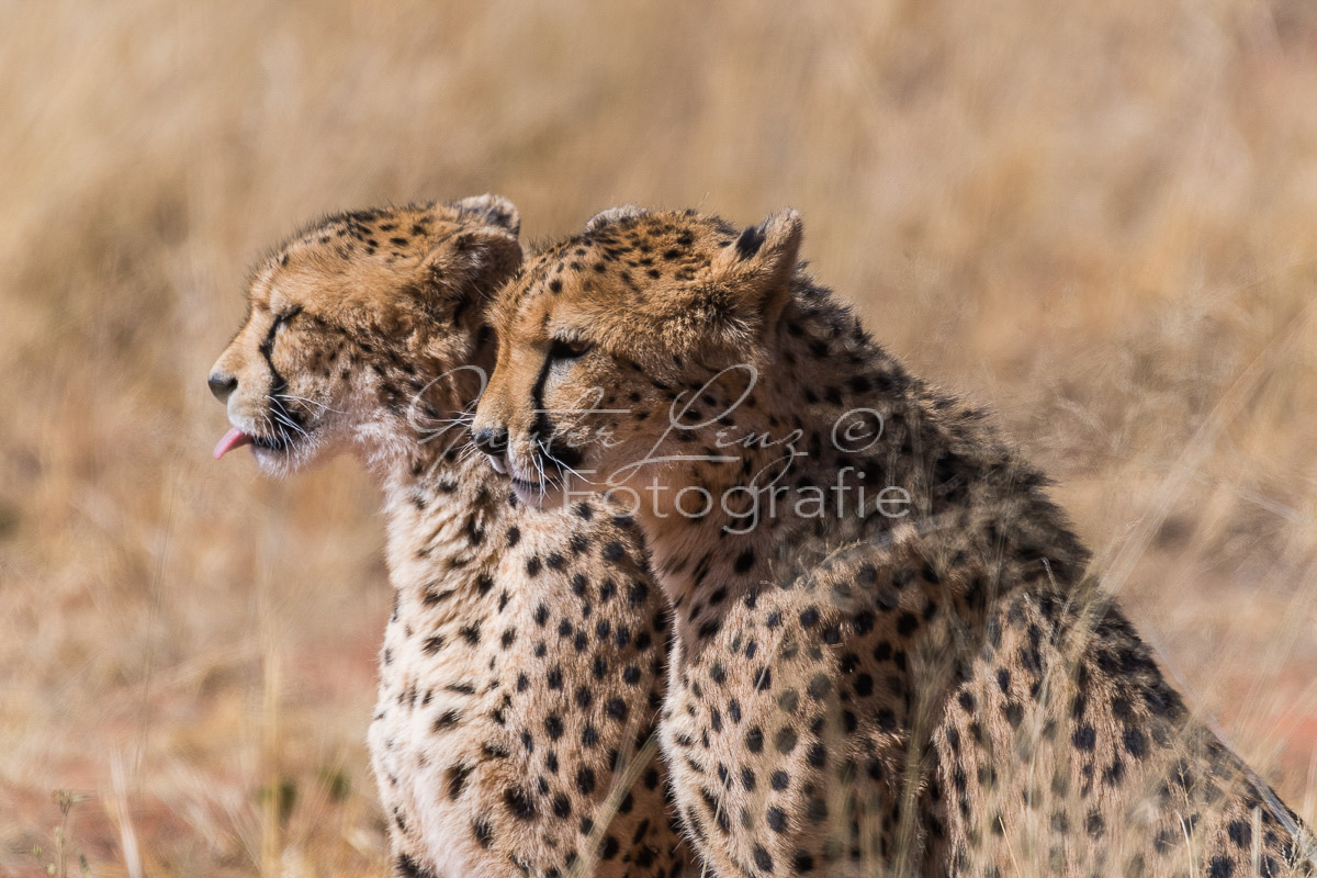 Gepard, (Acinonyx jubatus)