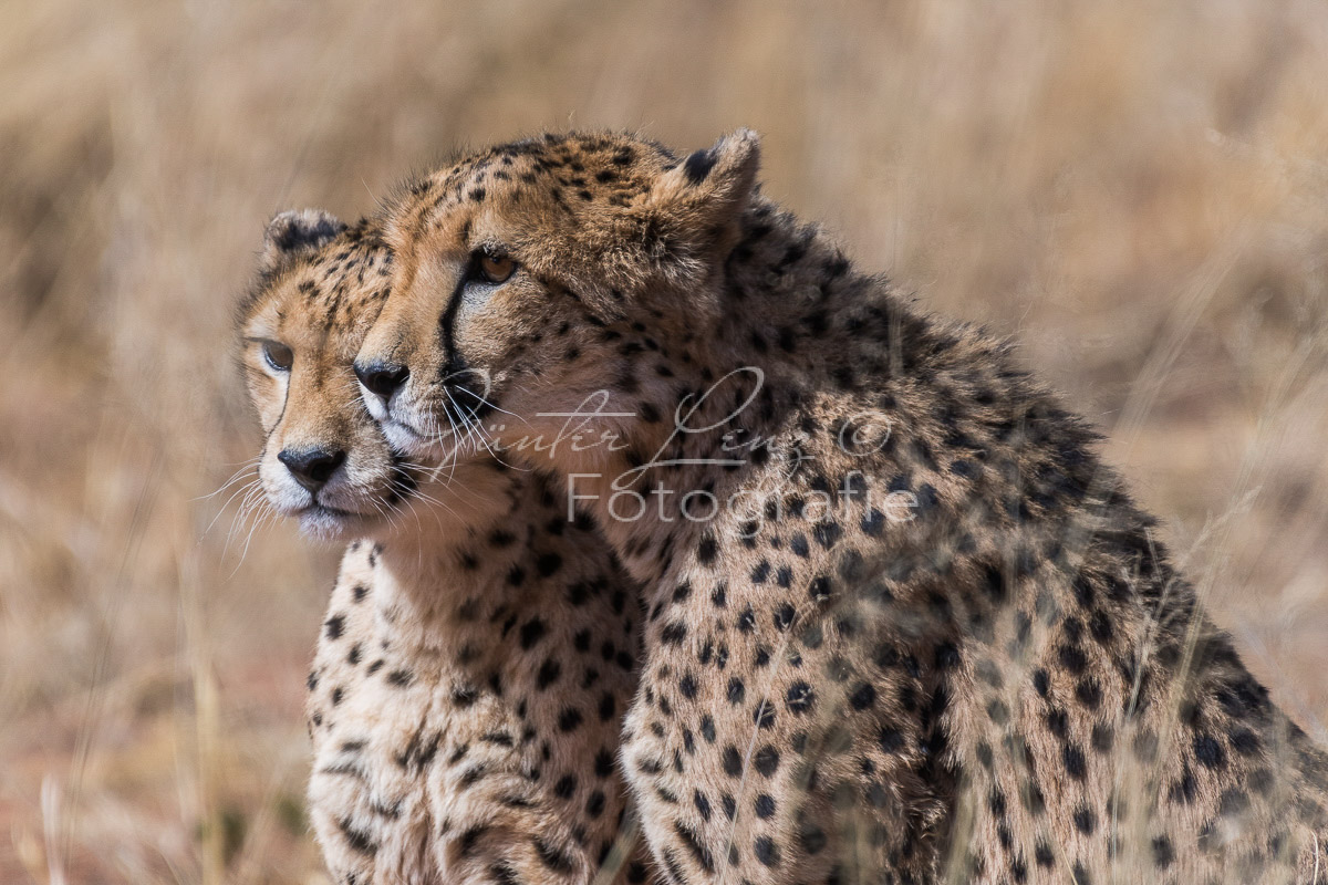 Gepard, (Acinonyx jubatus)
