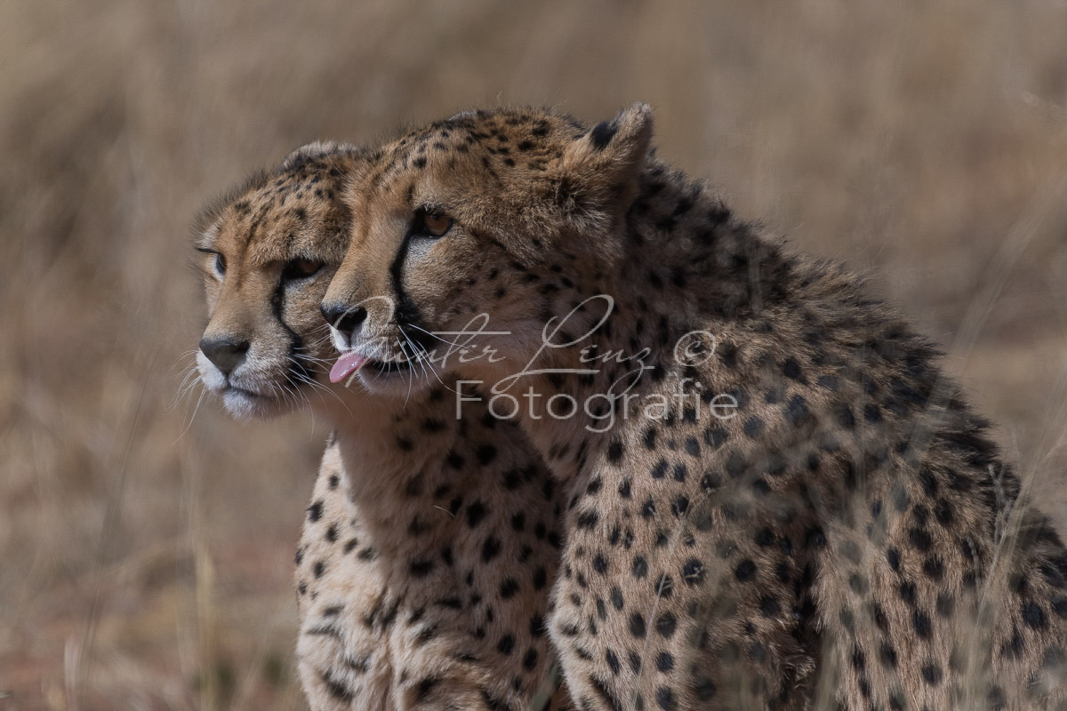 Gepard, (Acinonyx jubatus)
