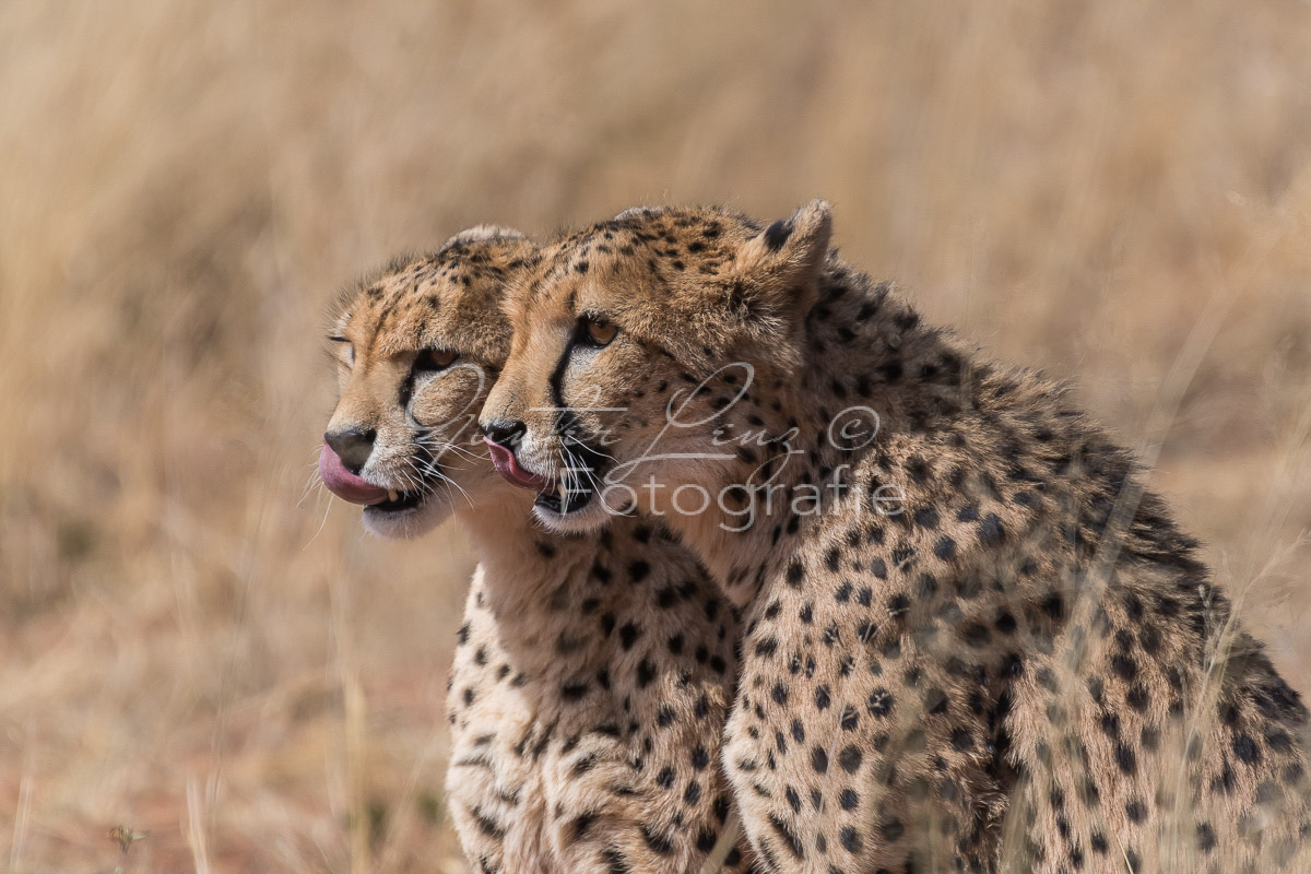 Gepard, (Acinonyx jubatus)