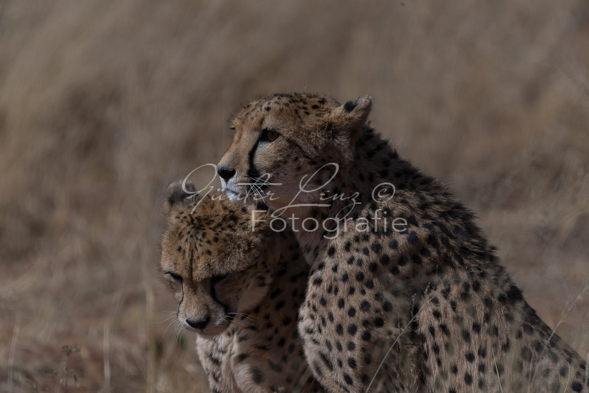Gepard, (Acinonyx jubatus)
