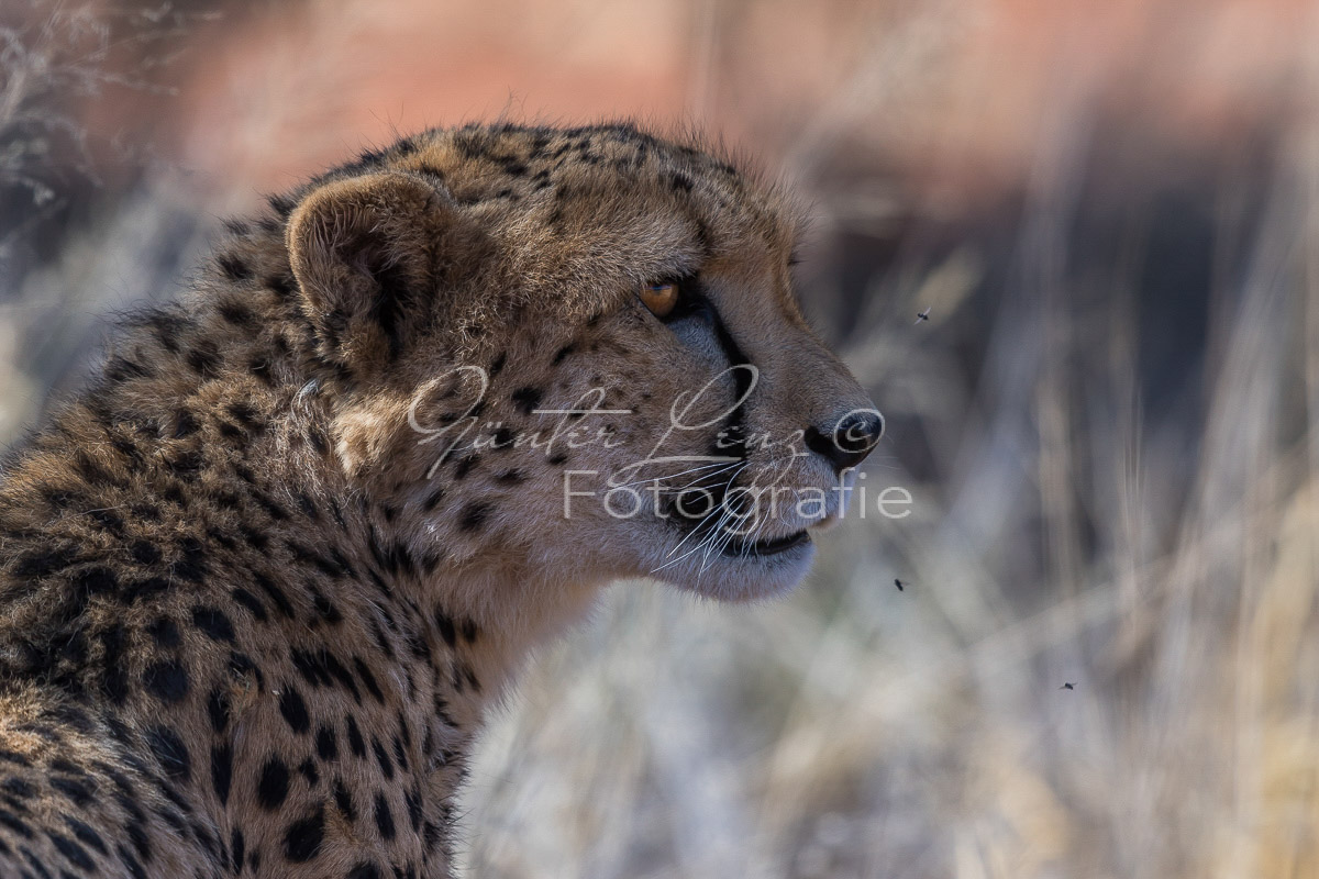 Gepard, (Acinonyx jubatus)