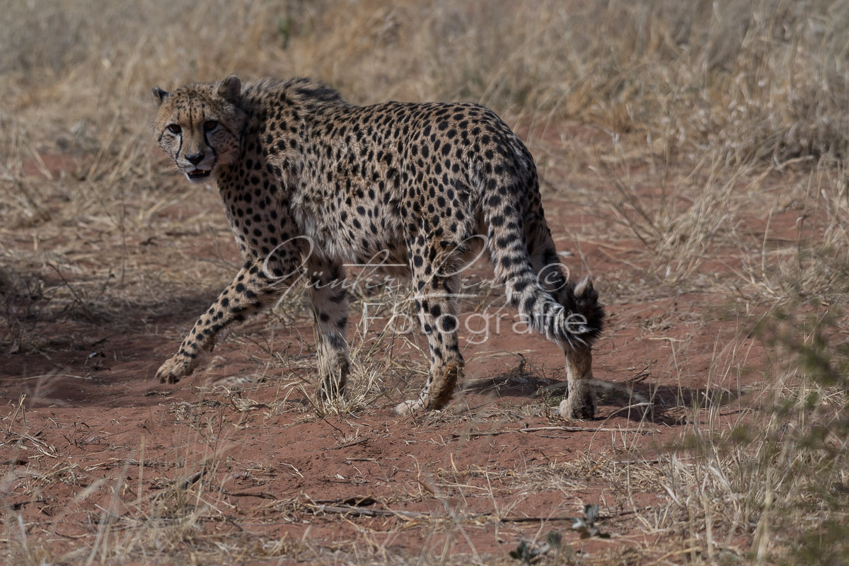 Gepard, (Acinonyx jubatus)
