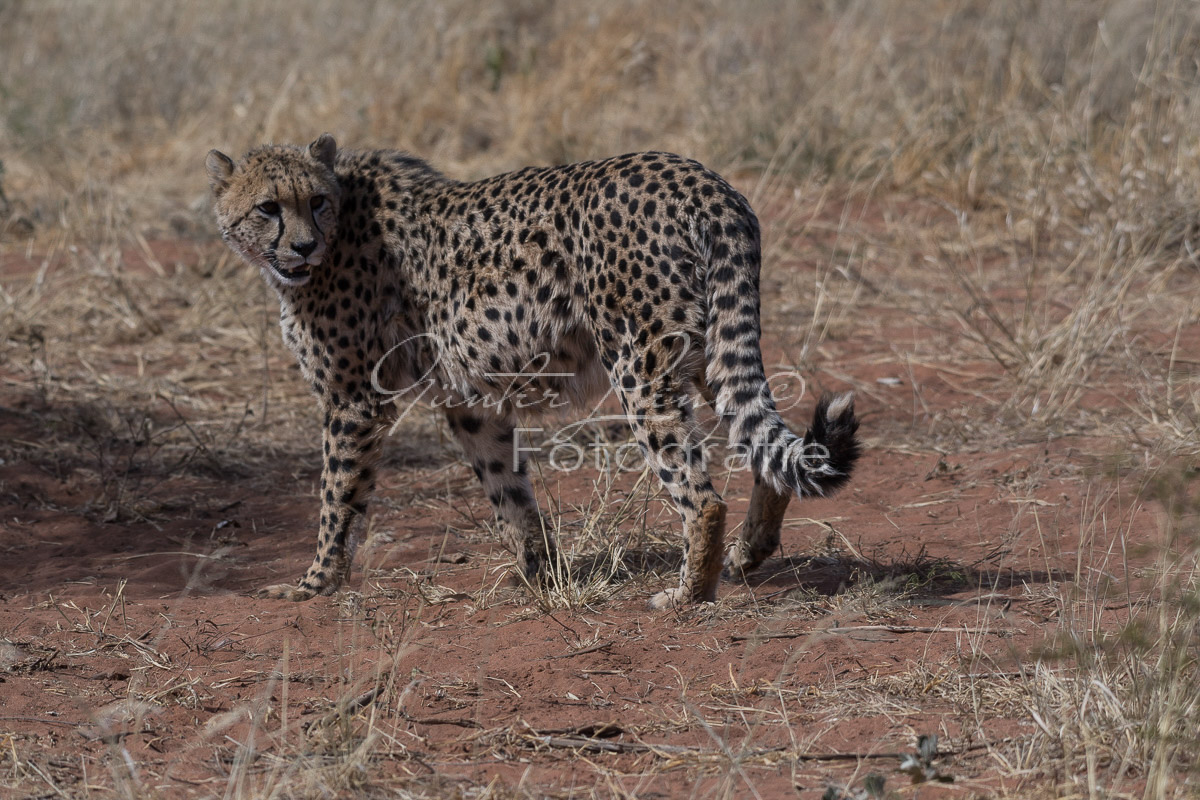 Gepard, (Acinonyx jubatus)