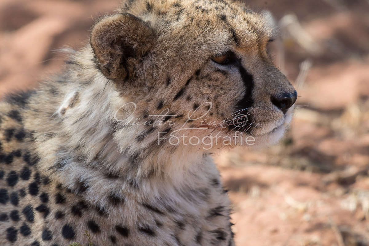 Gepard, (Acinonyx jubatus)