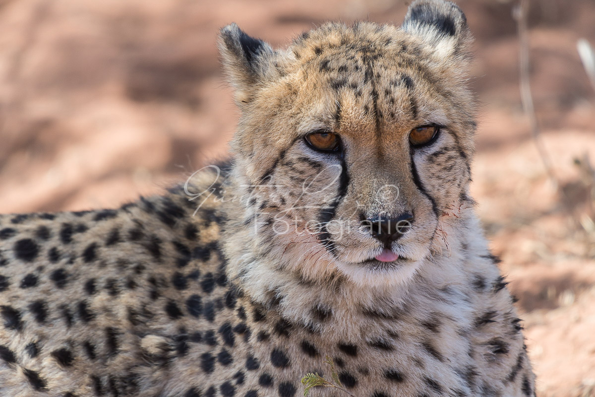 Gepard, (Acinonyx jubatus)