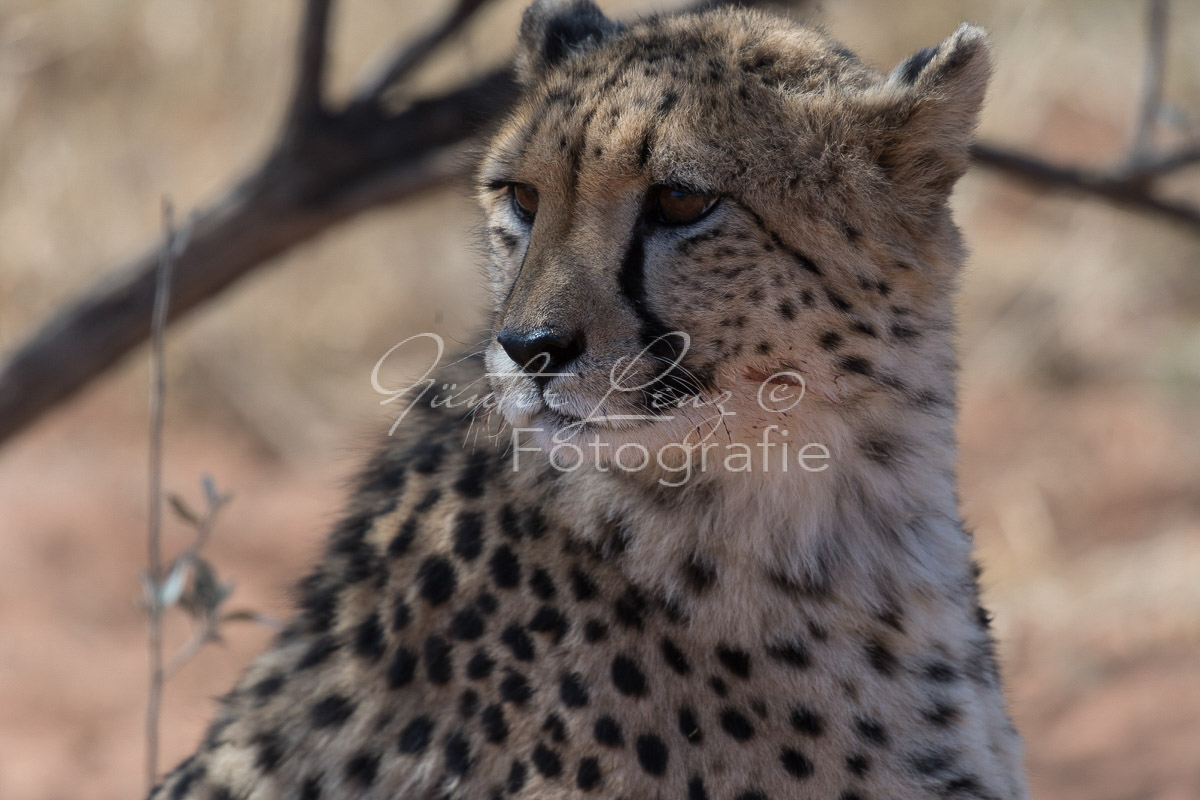 Gepard, (Acinonyx jubatus)