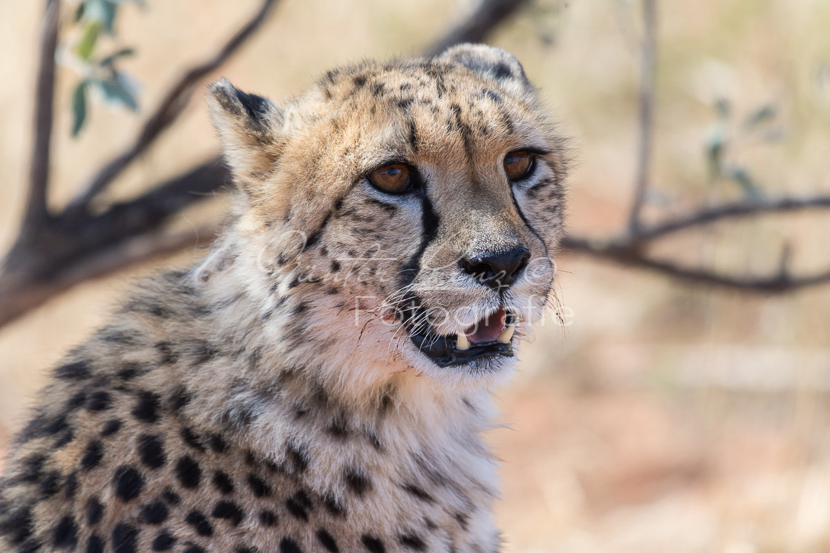 Gepard, (Acinonyx jubatus)