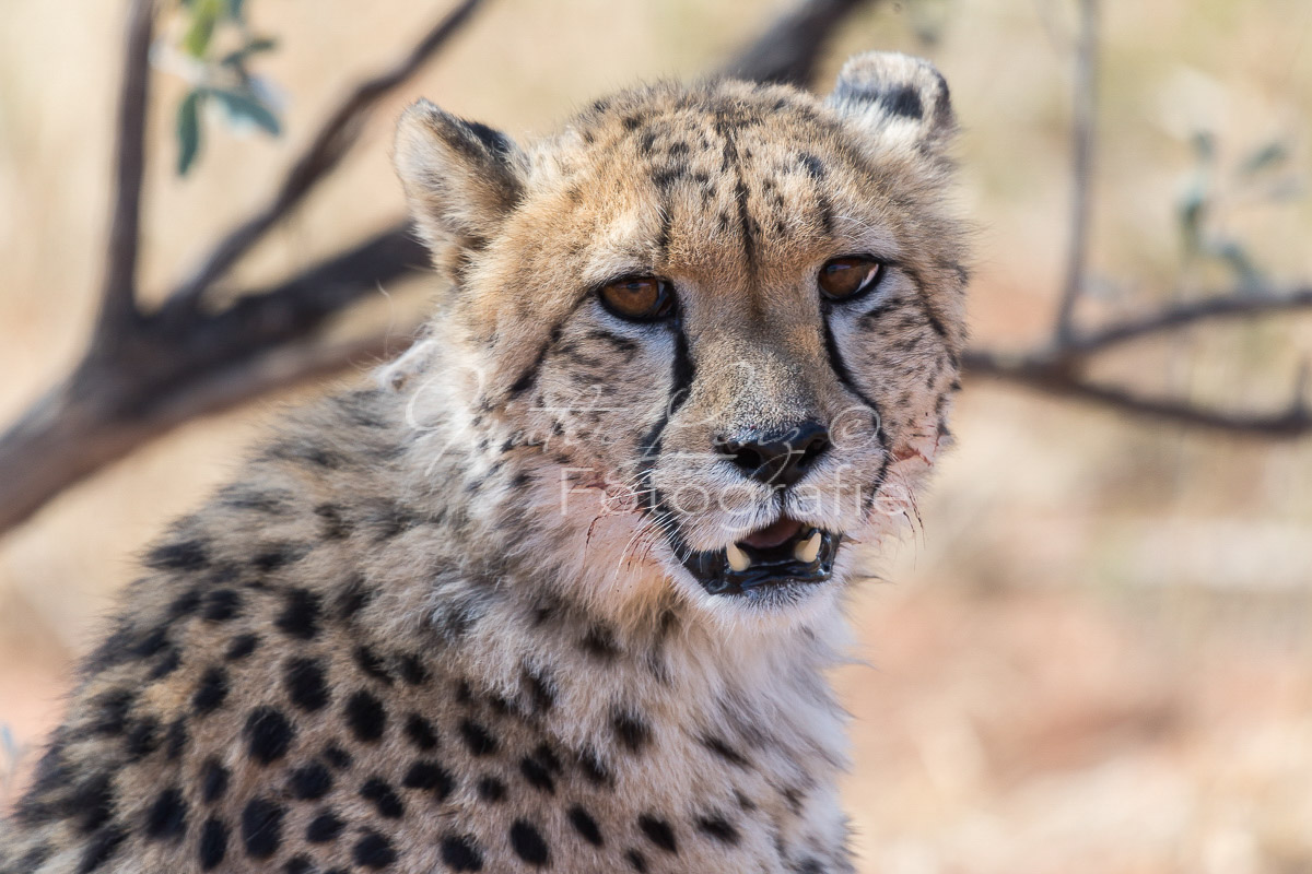 Gepard, (Acinonyx jubatus)