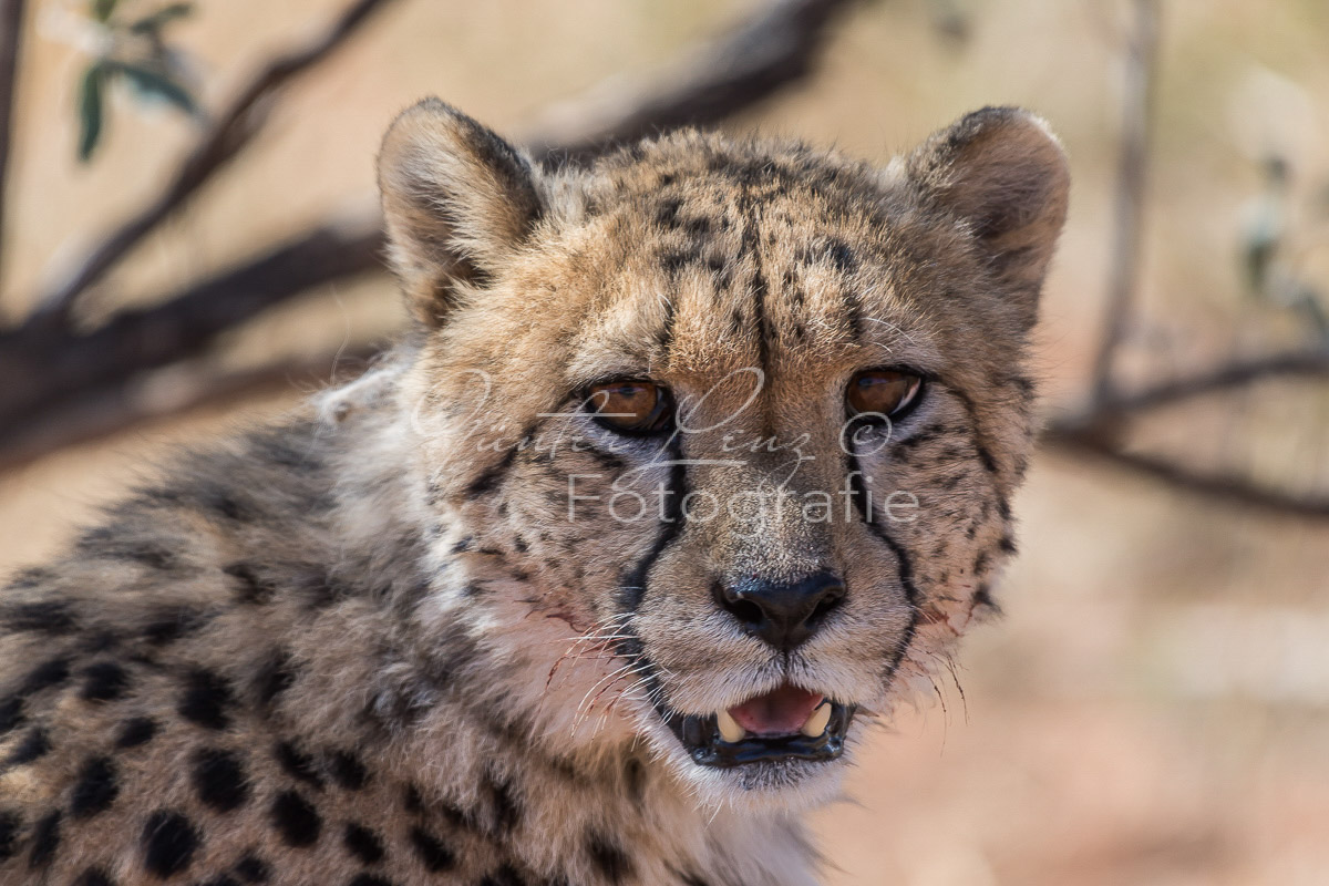 Gepard, (Acinonyx jubatus)