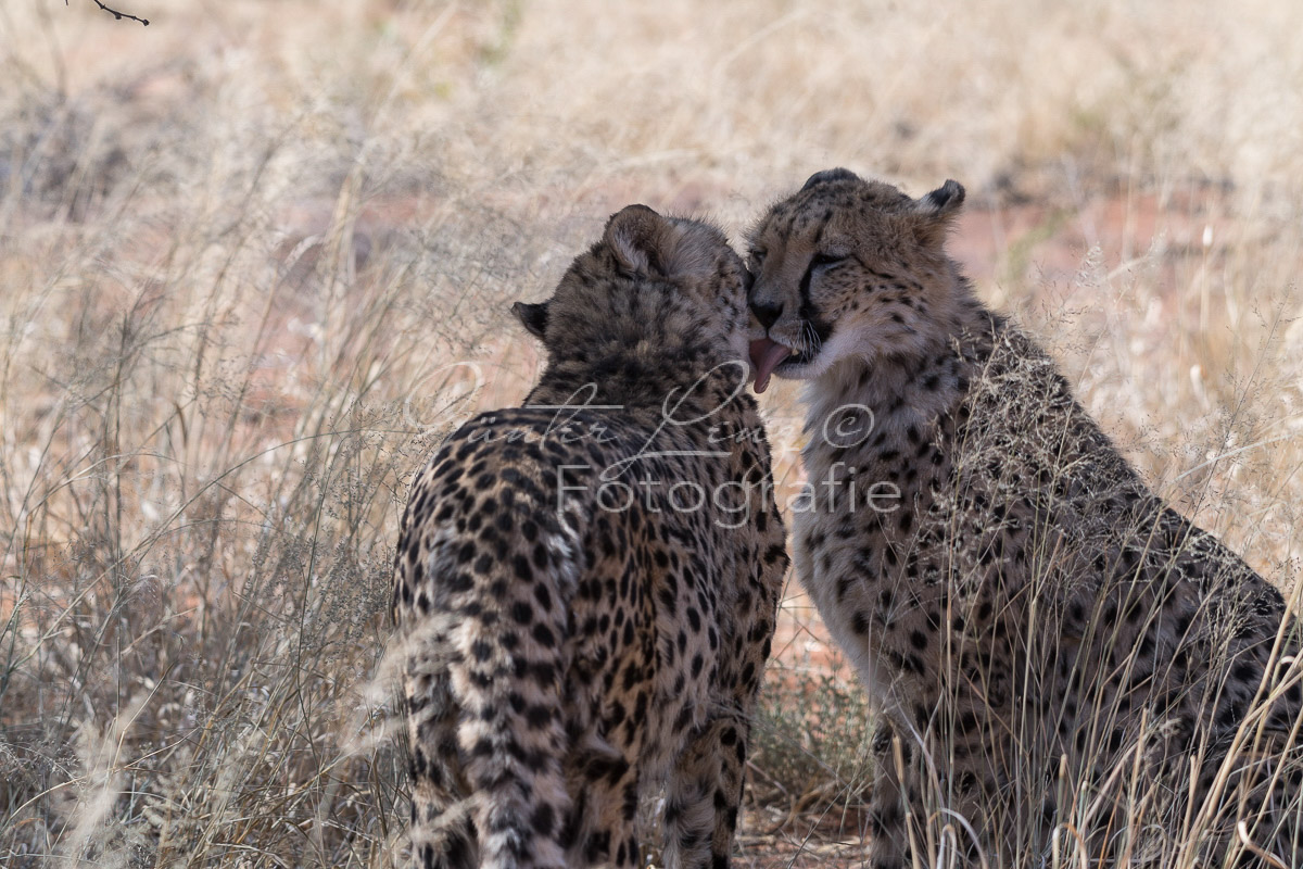 Gepard, (Acinonyx jubatus)