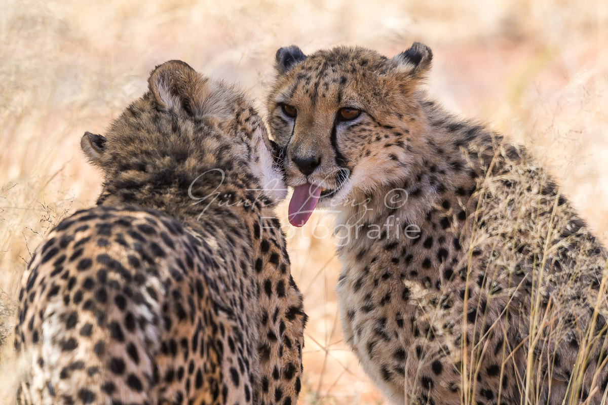 Gepard, (Acinonyx jubatus)