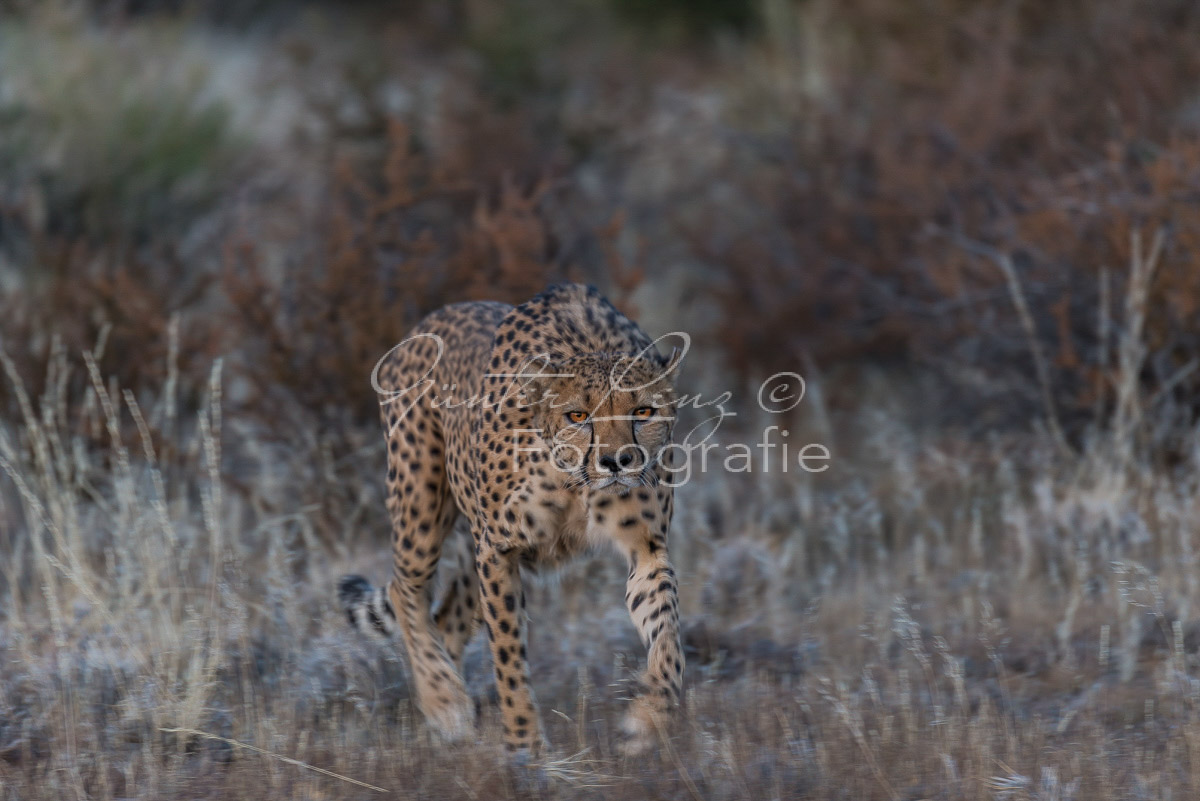 Gepard, (Acinonyx jubatus)