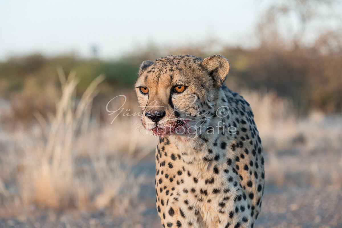 Gepard, (Acinonyx jubatus)