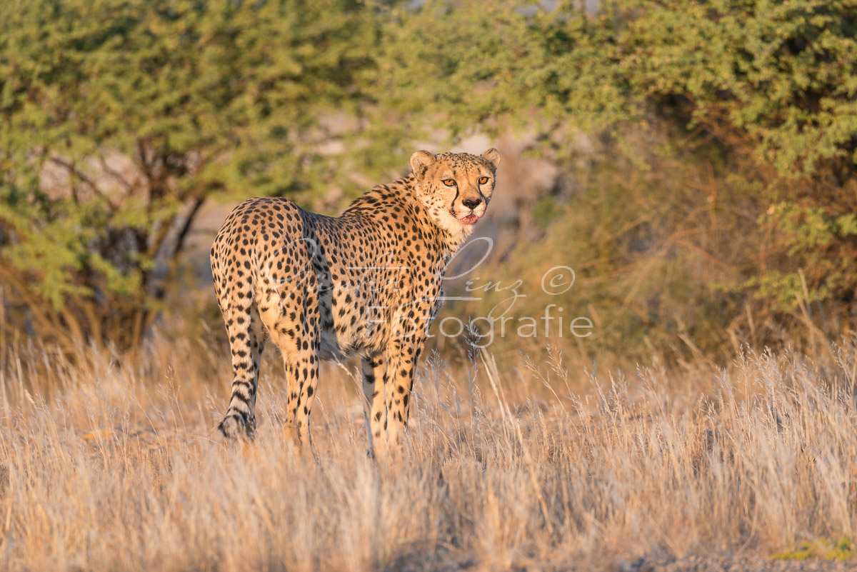 Gepard, (Acinonyx jubatus)