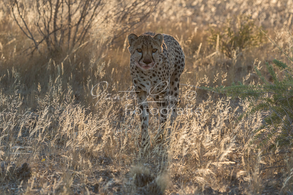 Gepard, (Acinonyx jubatus)
