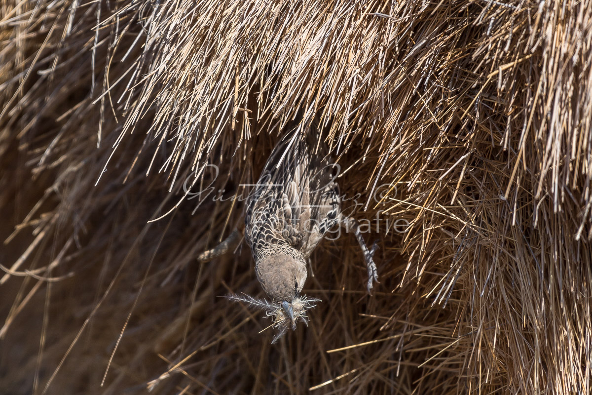 Namibia