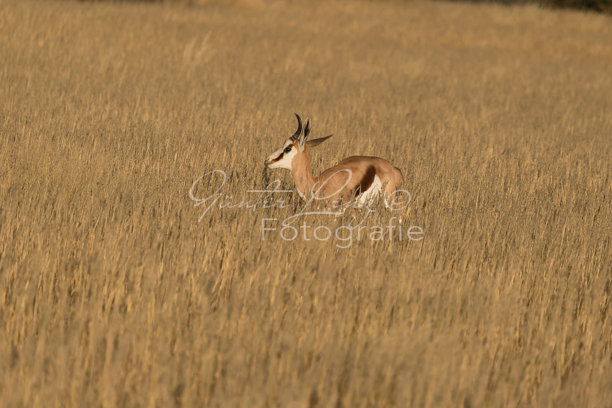 Schwarzfersenantilope, Impala (Aepyceros melampus)