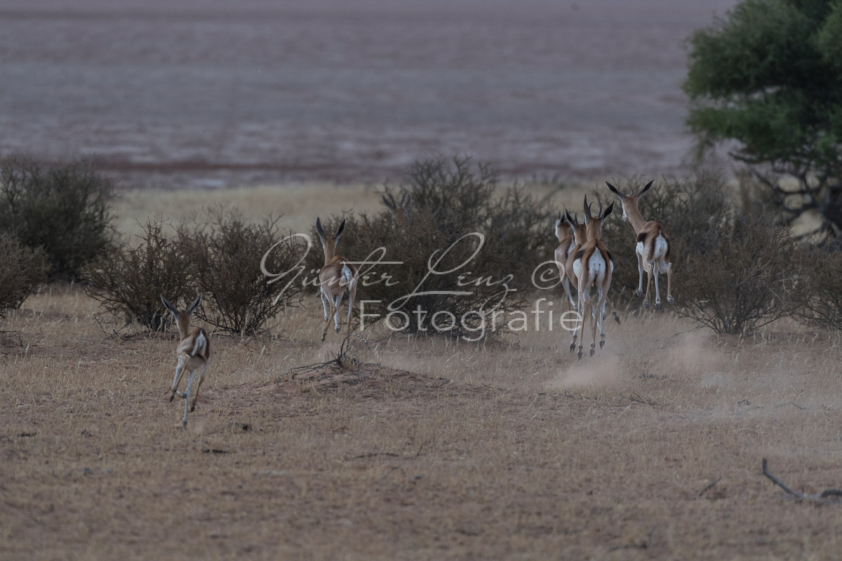 Schwarzfersenantilope, Impala (Aepyceros melampus)