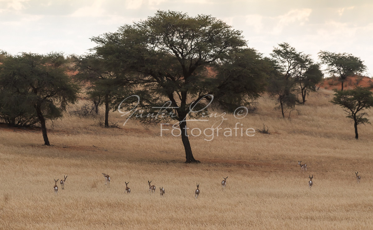 Schwarzfersenantilope, Impala (Aepyceros melampus)