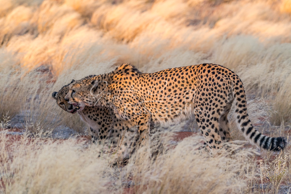 Gepard, (Acinonyx jubatus)