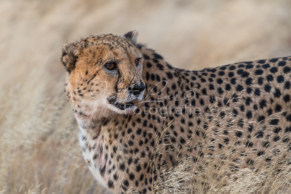 Gepard, (Acinonyx jubatus)