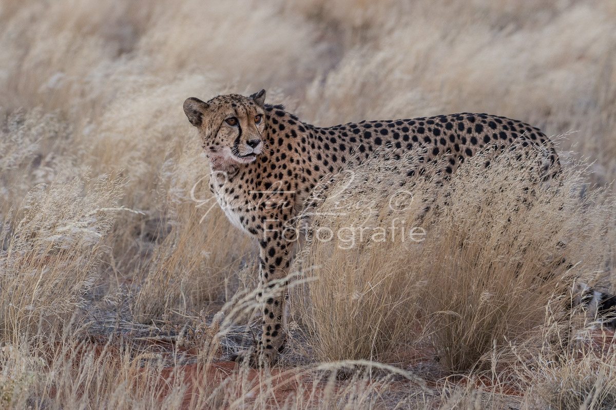 Gepard, (Acinonyx jubatus)