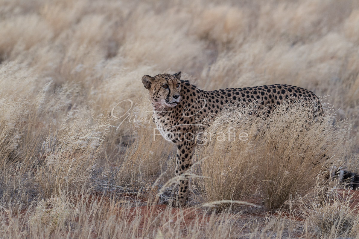 Gepard, (Acinonyx jubatus)