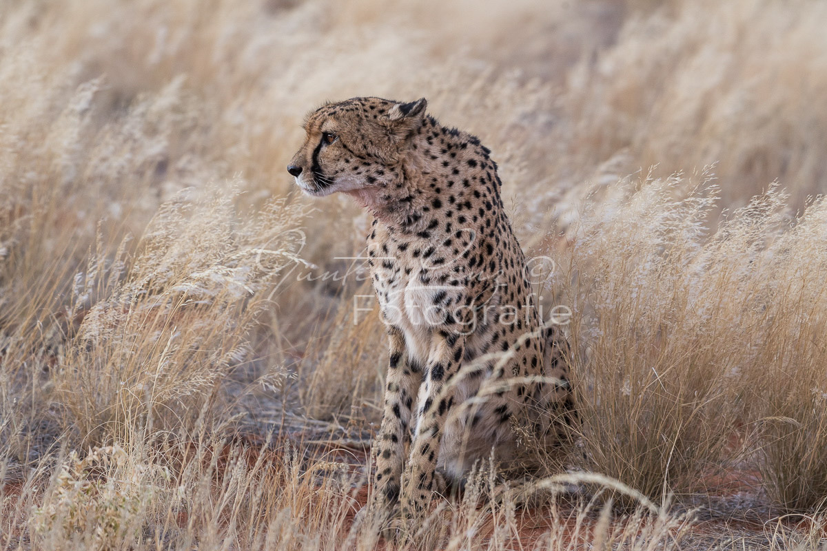 Gepard, (Acinonyx jubatus)