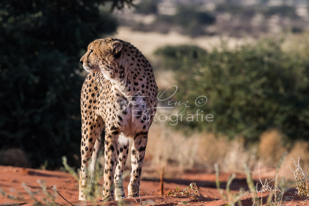 Gepard, (Acinonyx jubatus)