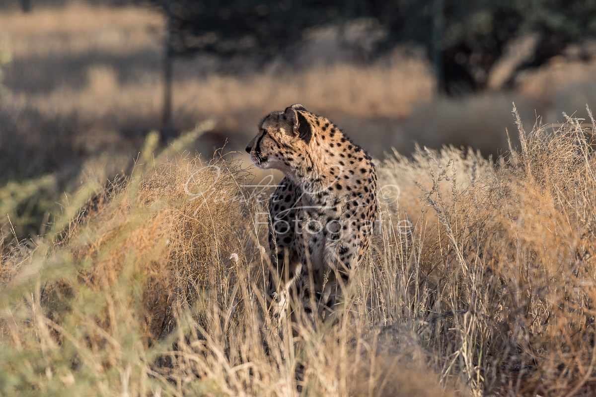 Gepard, (Acinonyx jubatus)