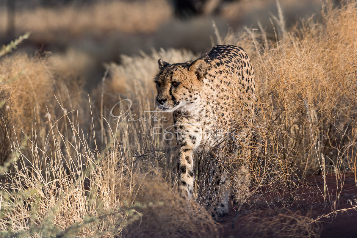 Gepard, (Acinonyx jubatus)