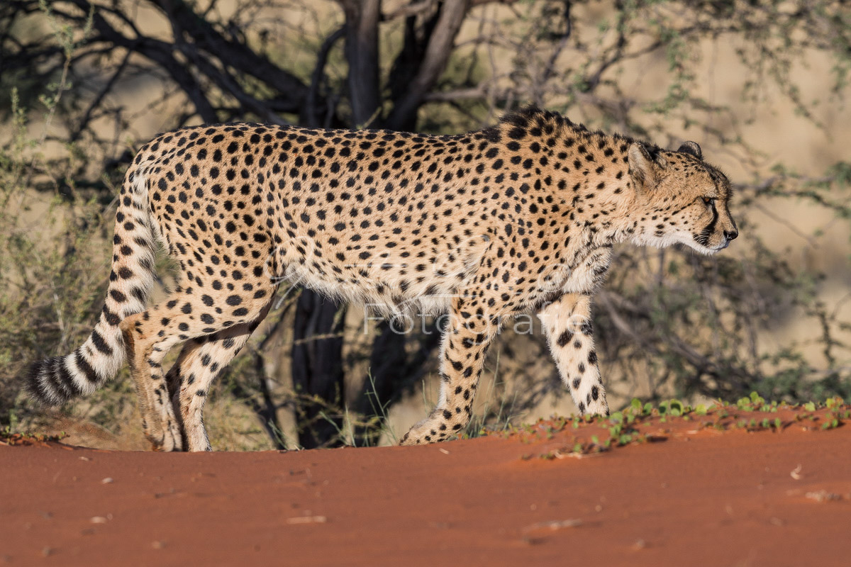 Gepard, (Acinonyx jubatus)