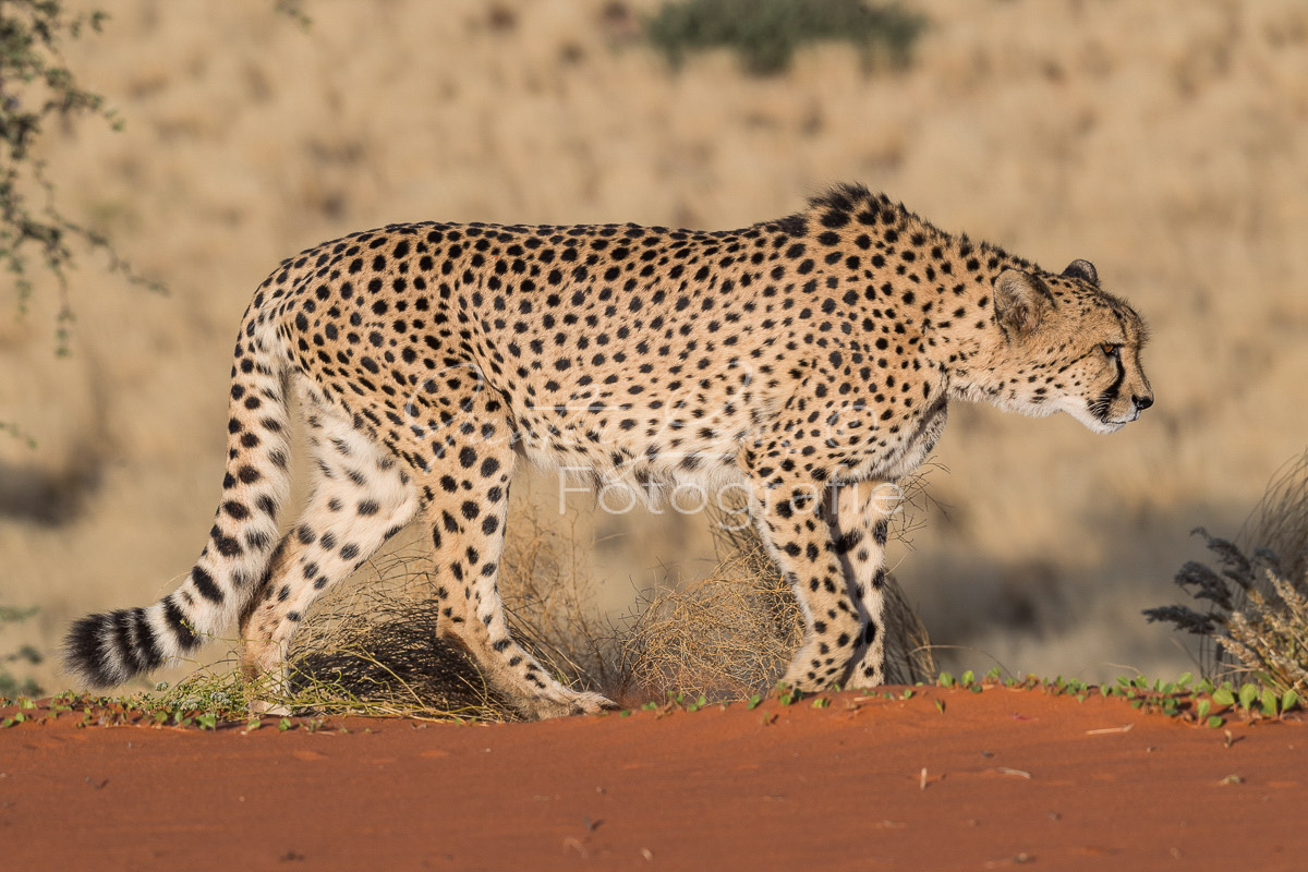 Gepard, (Acinonyx jubatus)