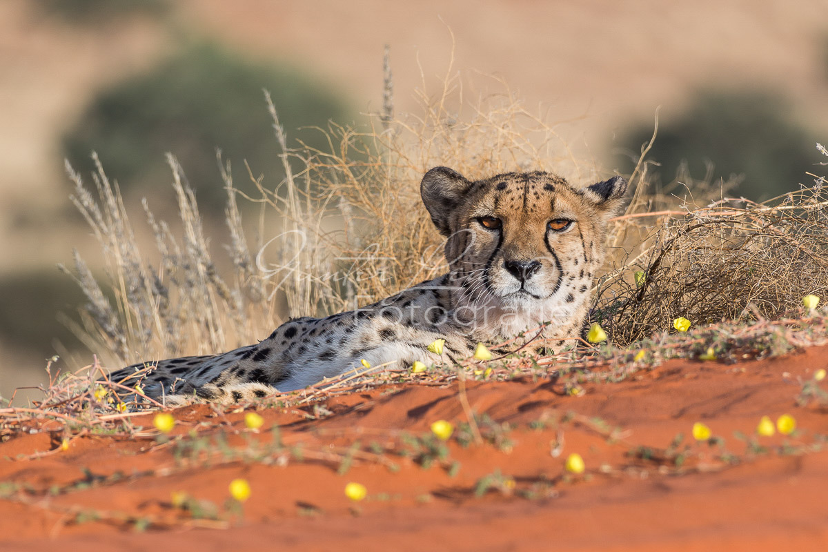 Gepard, (Acinonyx jubatus)