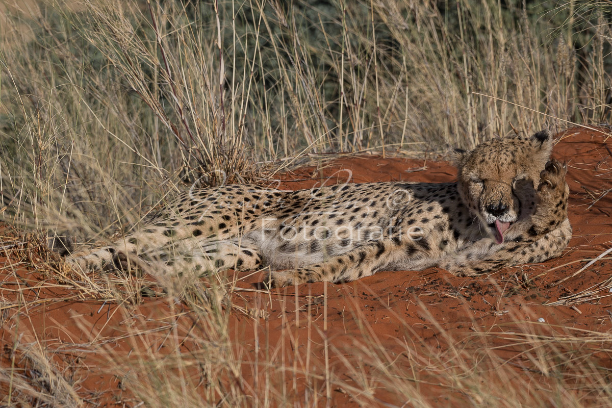 Gepard, (Acinonyx jubatus)
