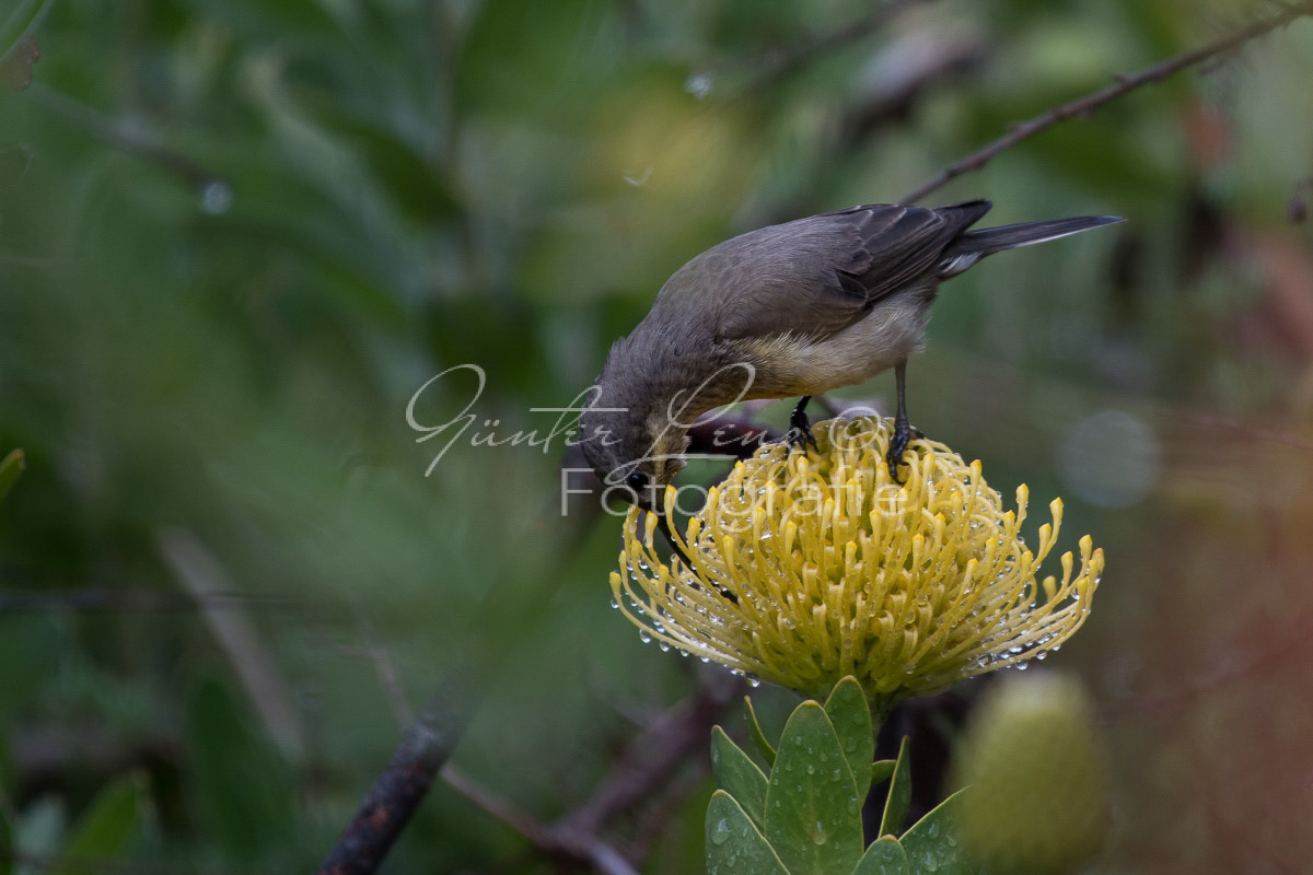 Malachit-Nektarvogel (Nectarinia famosa), Bushmans Kloof