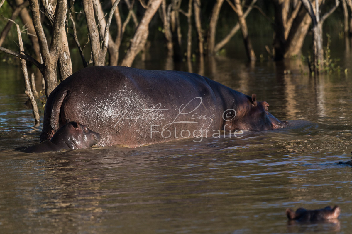 Nilpferd (Hippopotamus amphibius),