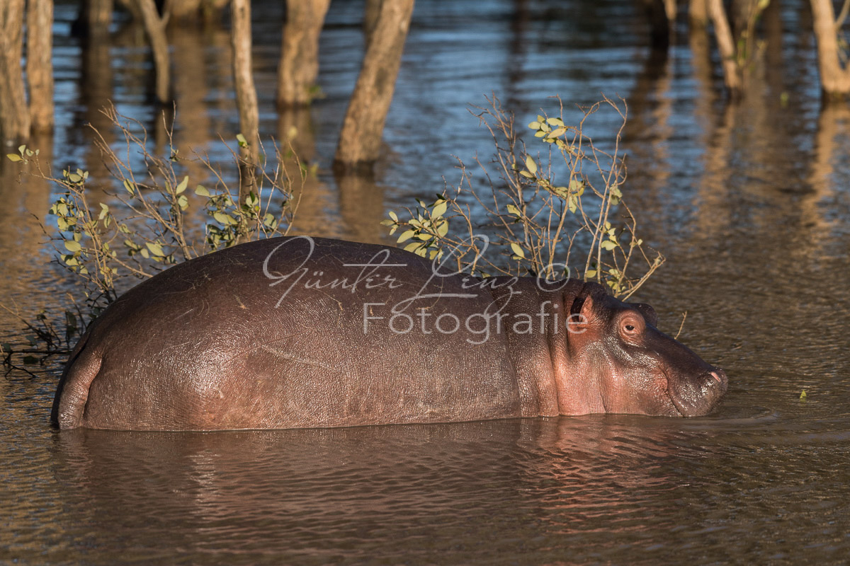 Nilpferd (Hippopotamus amphibius),