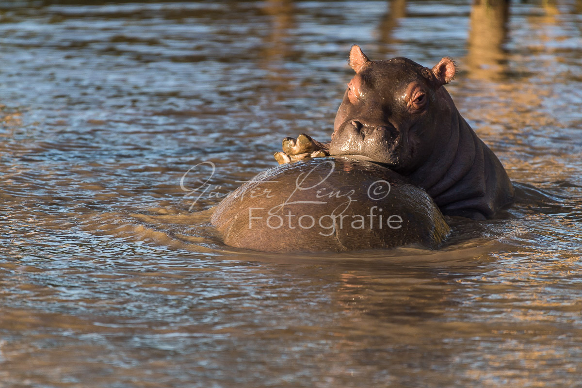 Nilpferd (Hippopotamus amphibius),