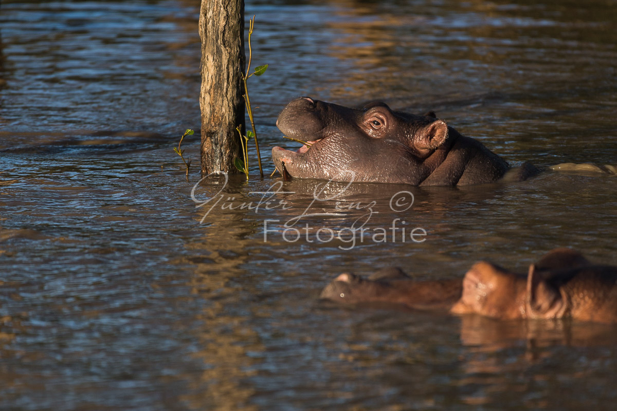 Nilpferd (Hippopotamus amphibius),