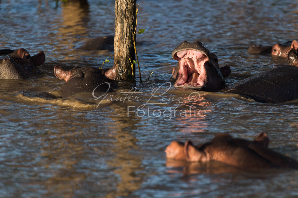 Nilpferd (Hippopotamus amphibius),