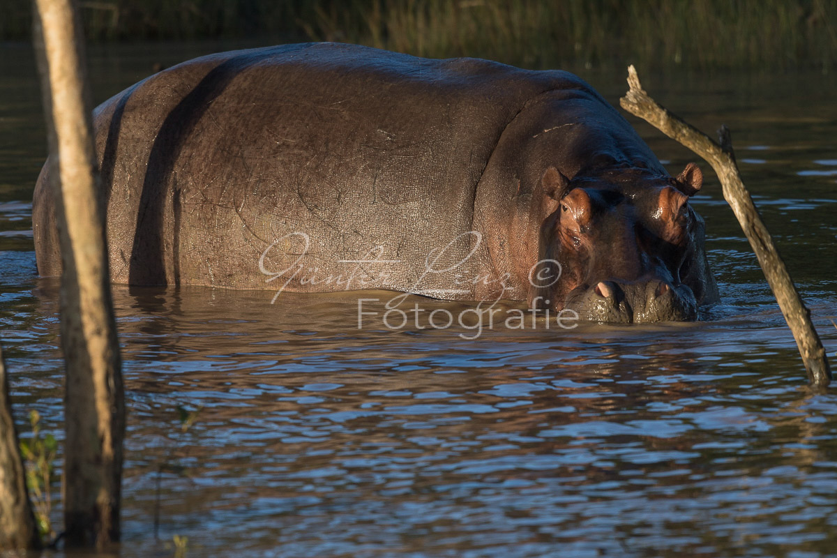 Nilpferd (Hippopotamus amphibius),