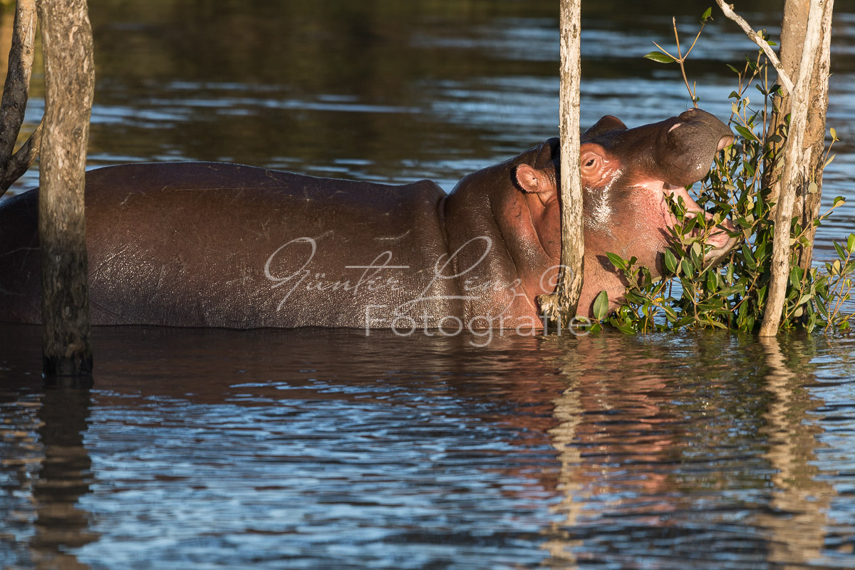 Nilpferd (Hippopotamus amphibius),