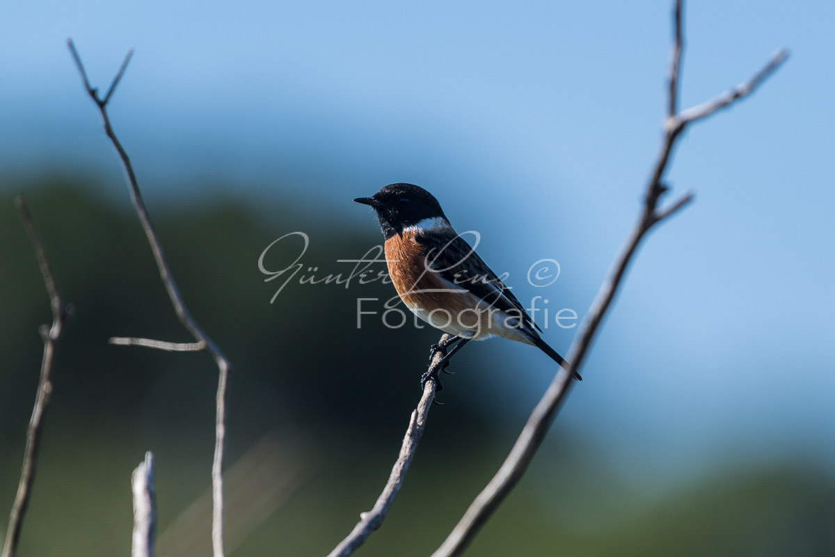 Afrikanisches Schwarzkehlchen (Saxicola torquatus)