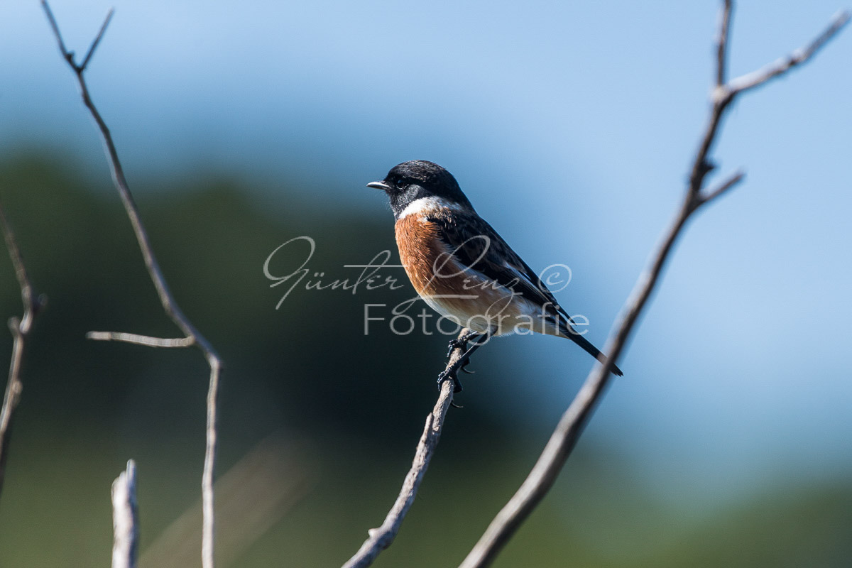 Afrikanisches Schwarzkehlchen (Saxicola torquatus)